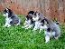 PoulaTo: pomsky puppies for sale male and females
